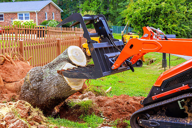 Commercial Tree Maintenance Services